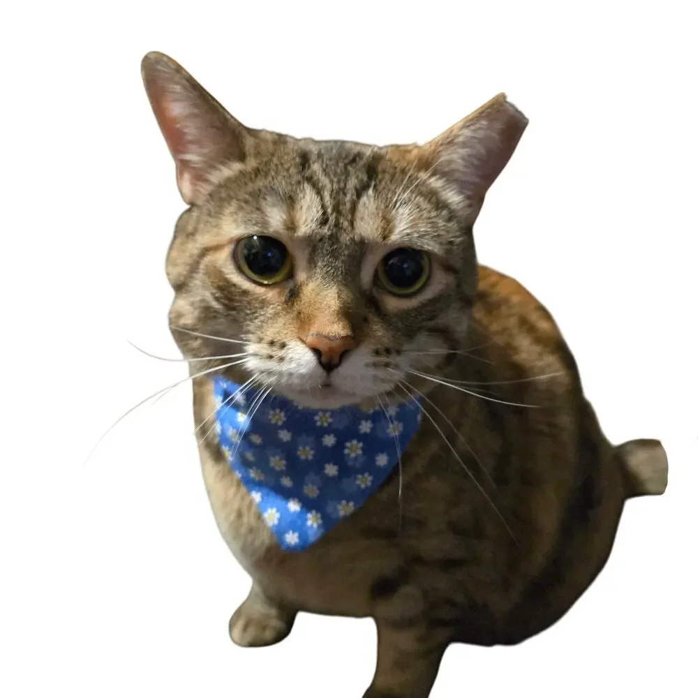 Handmade Medium Blue Daisy Print Bandana Tie-Neck Pet Scarf